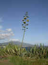 Agave.jpg (68864 octets)