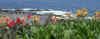 Cannas.jpg (81581 octets)