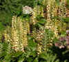 Fleurs jaunes.jpg (121105 octets)