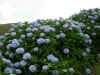 Hortensias 3.jpg (119125 octets)