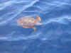 Tortue.jpg (97707 octets)