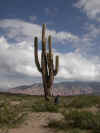 cactus.jpg (75985 octets)