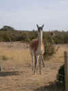 guanaco.jpg (132676 octets)