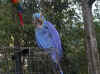 bleu.jpg (117852 octets)