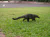coati.jpg (131621 octets)