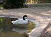 cygne.jpg (110852 octets)