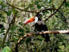 toucan2.jpg (112302 octets)