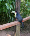 toucan.jpg (123606 octets)