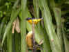 oiseau1.jpg (162746 octets)