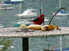 oiseau 3.JPG (172545 octets)