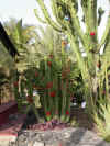 Arbre de Nol.jpg (99151 octets)