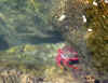 Crabe.jpg (93621 octets)
