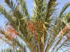 Palmier.jpg (108053 octets)