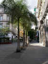 Palmiers.jpg (113120 octets)