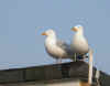 Goelands.JPG (9302 octets)