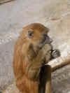 babouin.jpg (98640 octets)
