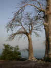 baobab.jpg (56728 octets)