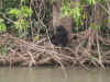 chimp 1.JPG (117861 octets)