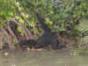 chimp 2.JPG (130483 octets)