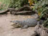 croco.jpg (139775 octets)