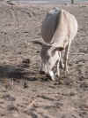vache.jpg (111343 octets)