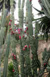 Cactus.jpg (99917 octets)
