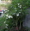 Fleurs 2.jpg (110163 octets)