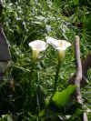 Fleurs 3.jpg (105052 octets)