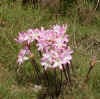 Fleurs.jpg (104218 octets)