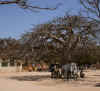 baobab.jpg (122854 octets)