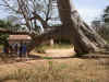 baobab.jpg (105302 octets)