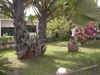 jardin.jpg (447982 octets)