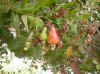 pomme de cajou.JPG (96910 octets)