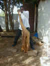 girafe 07.JPG (61305 octets)