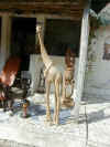 girafe 10.JPG (59457 octets)