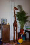 girafe 13.jpg (22639 octets)