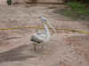 pelican.jpg (128406 octets)