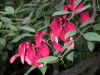 fleurs.jpg (116932 octets)